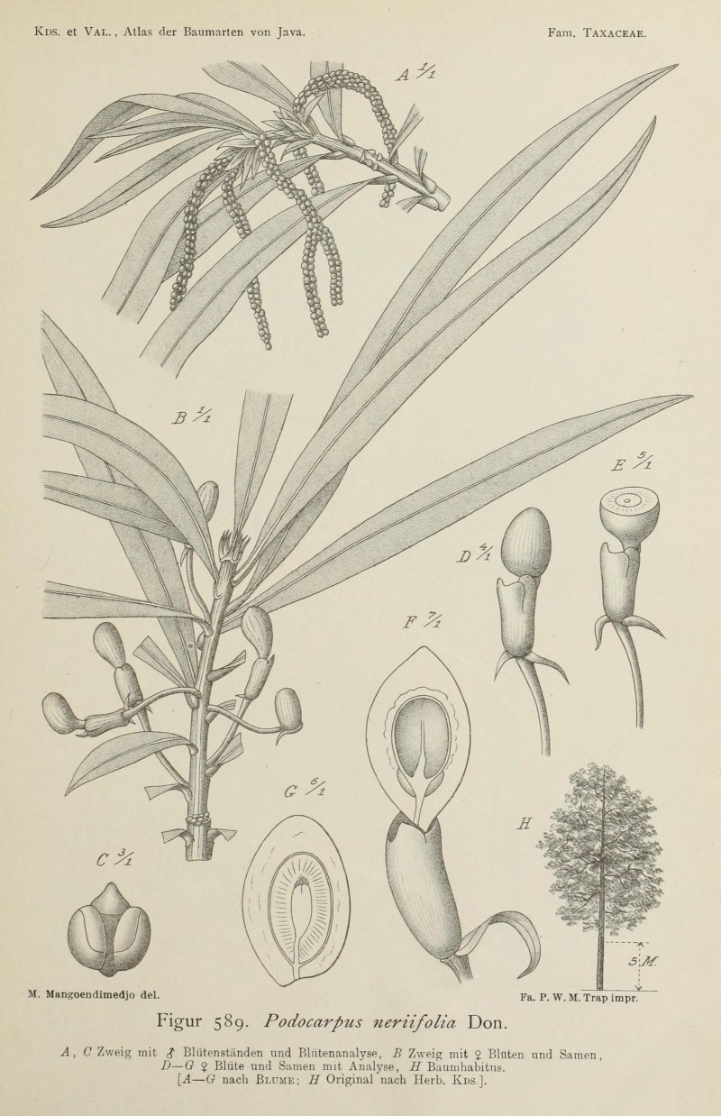 Podocarpus neriifolius D. Don