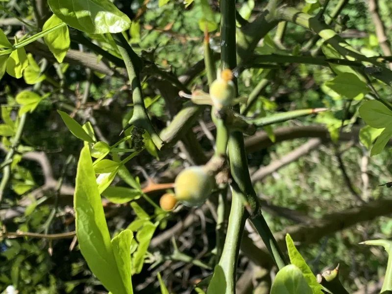 Poncirus trifoliata