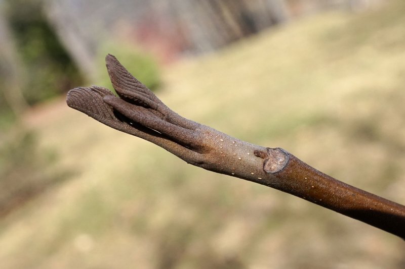 Pterocarya fraxinifolia