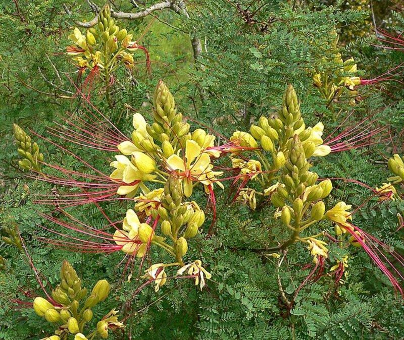 Caesalpinia gilliesii