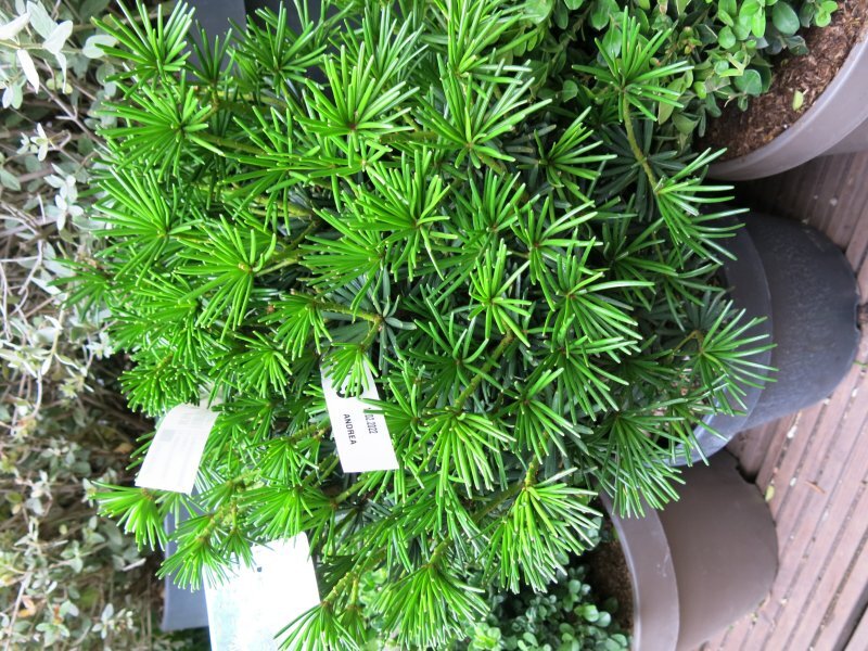 Sciadopitys verticillata