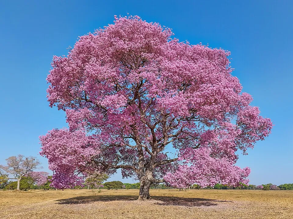 Tabebuia avellanedae Lor. ex Griseb