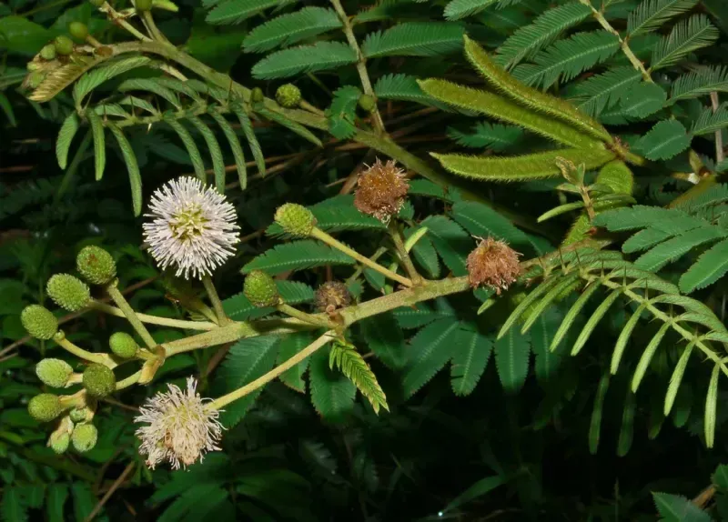 Mimosa pigra