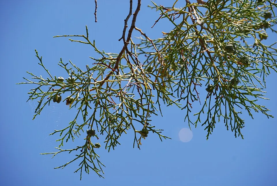 Tetraclinis articulata