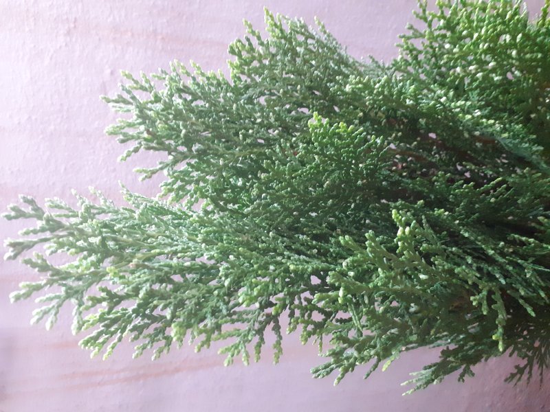 Thuja orientalis
