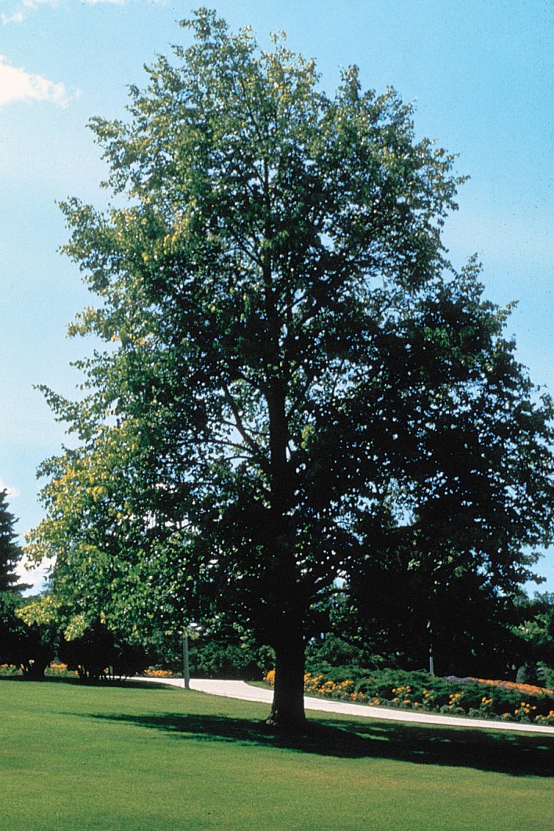 Tilia americana L