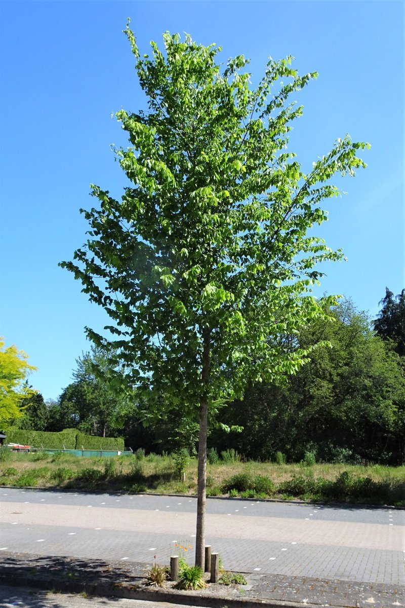 Ulmus americana