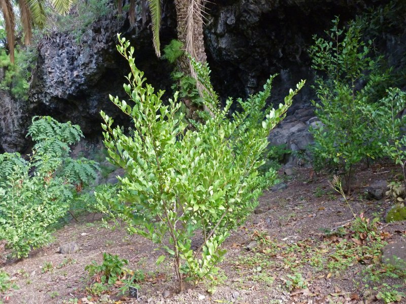 Visnea mocanera L. f