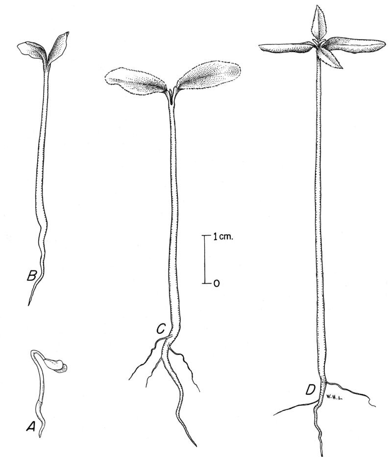 Zanthoxylum americanum Mill