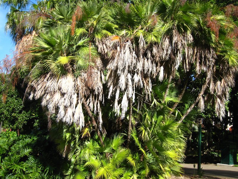 Acoelorraphe wrightii