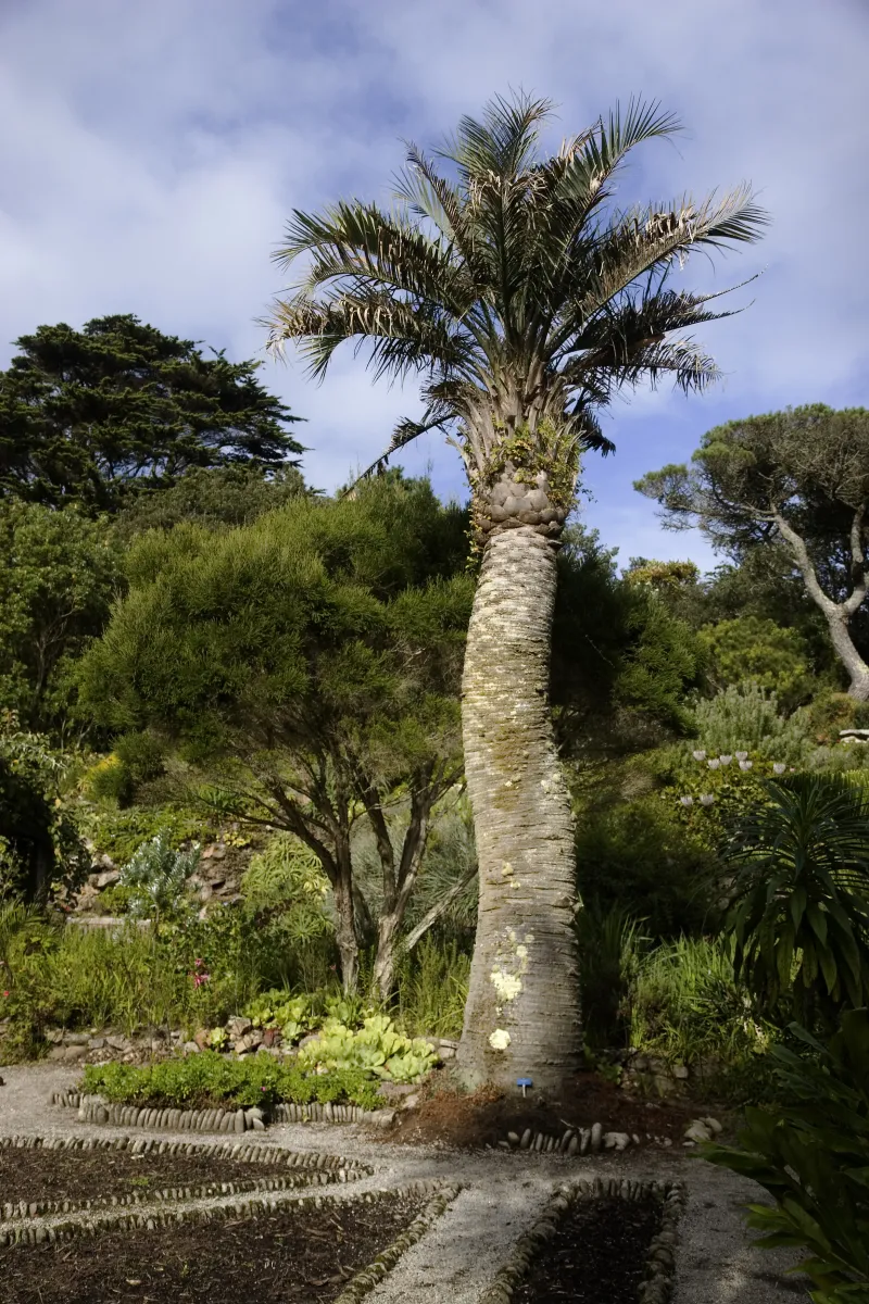 Butia capitata