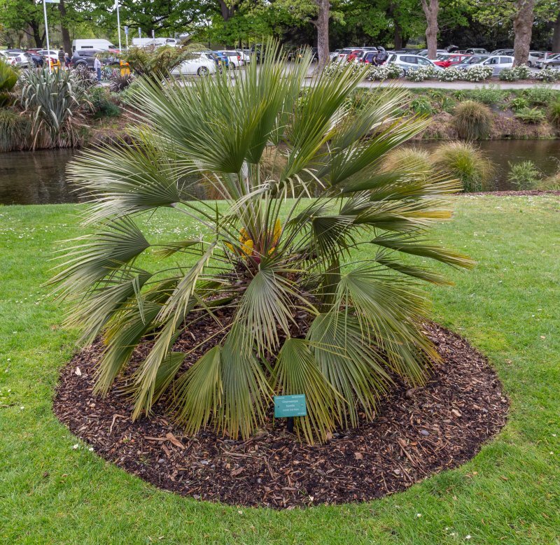 Chamaerops humilis