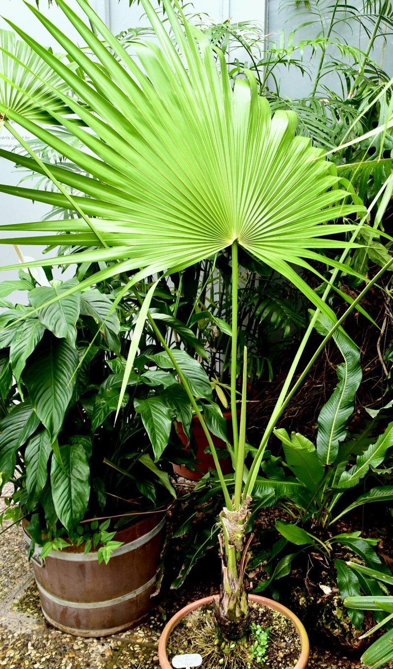 Coccothrinax crinita