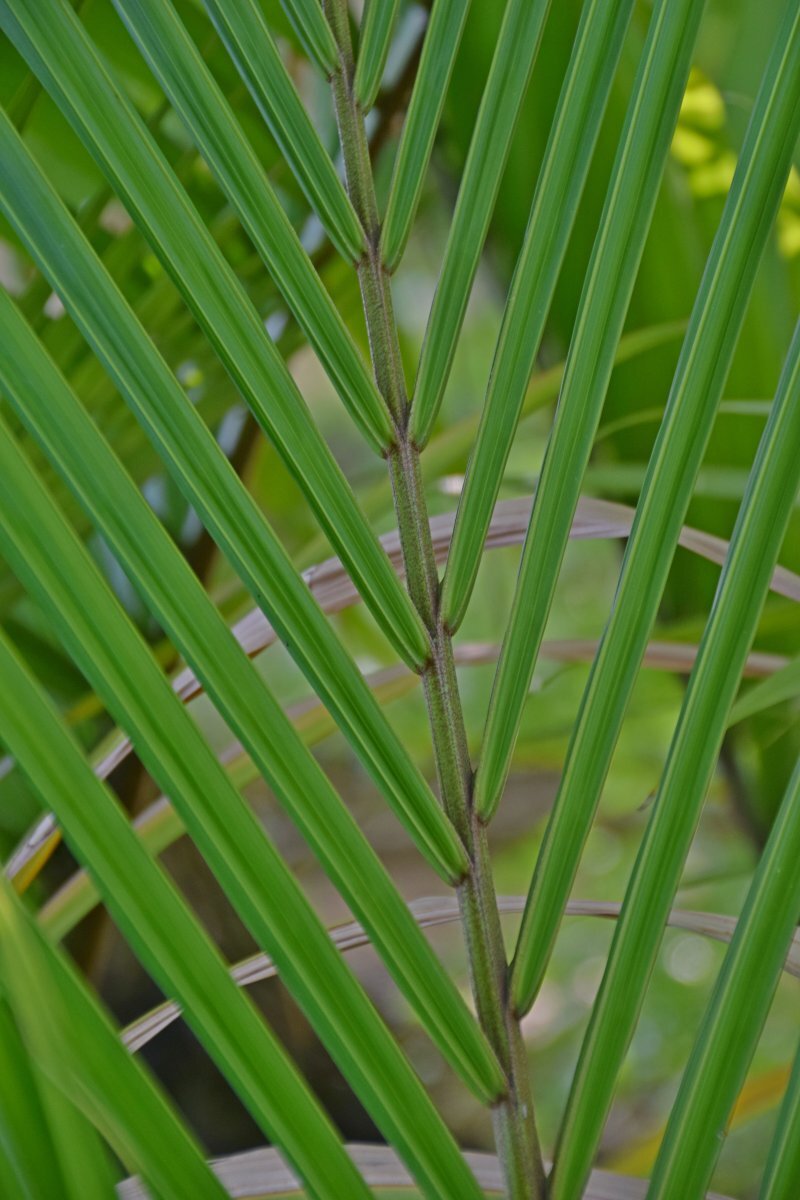 Rhopalostylis sapida