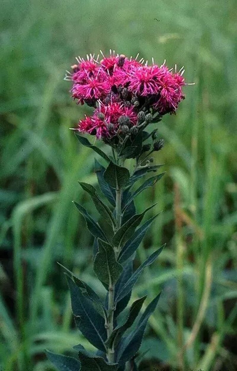 Vernonia scorpioides