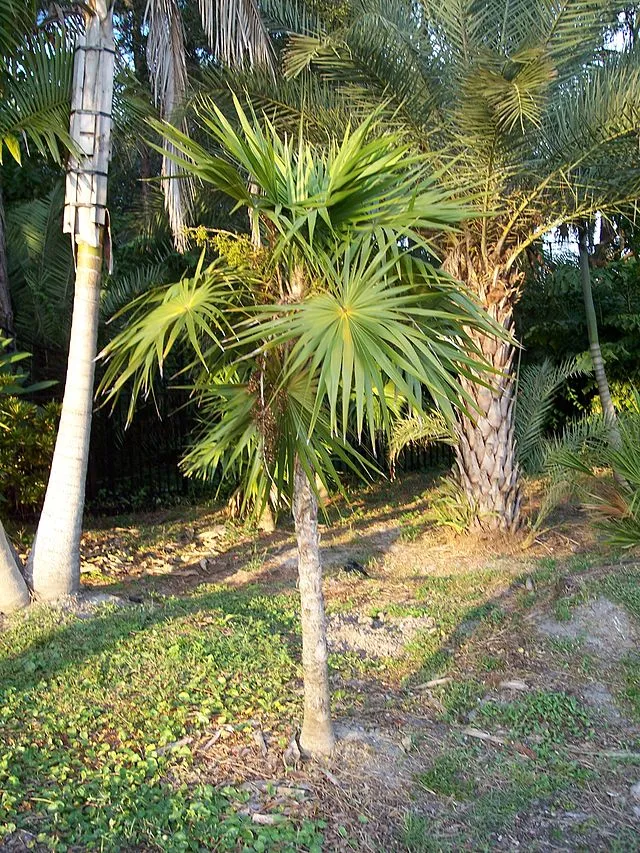 Thrinax radiata