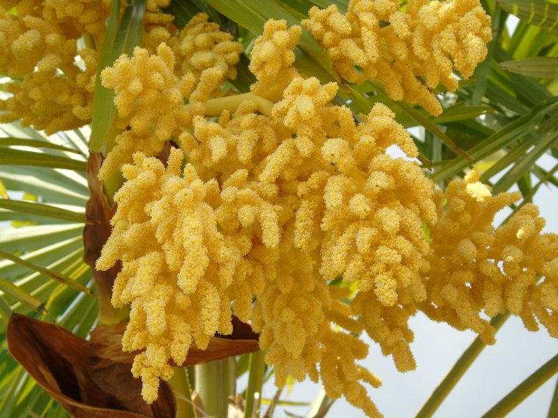 Trachycarpus fortunei