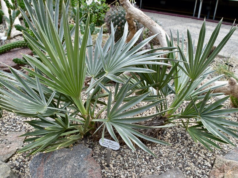 Trithrinax campestris