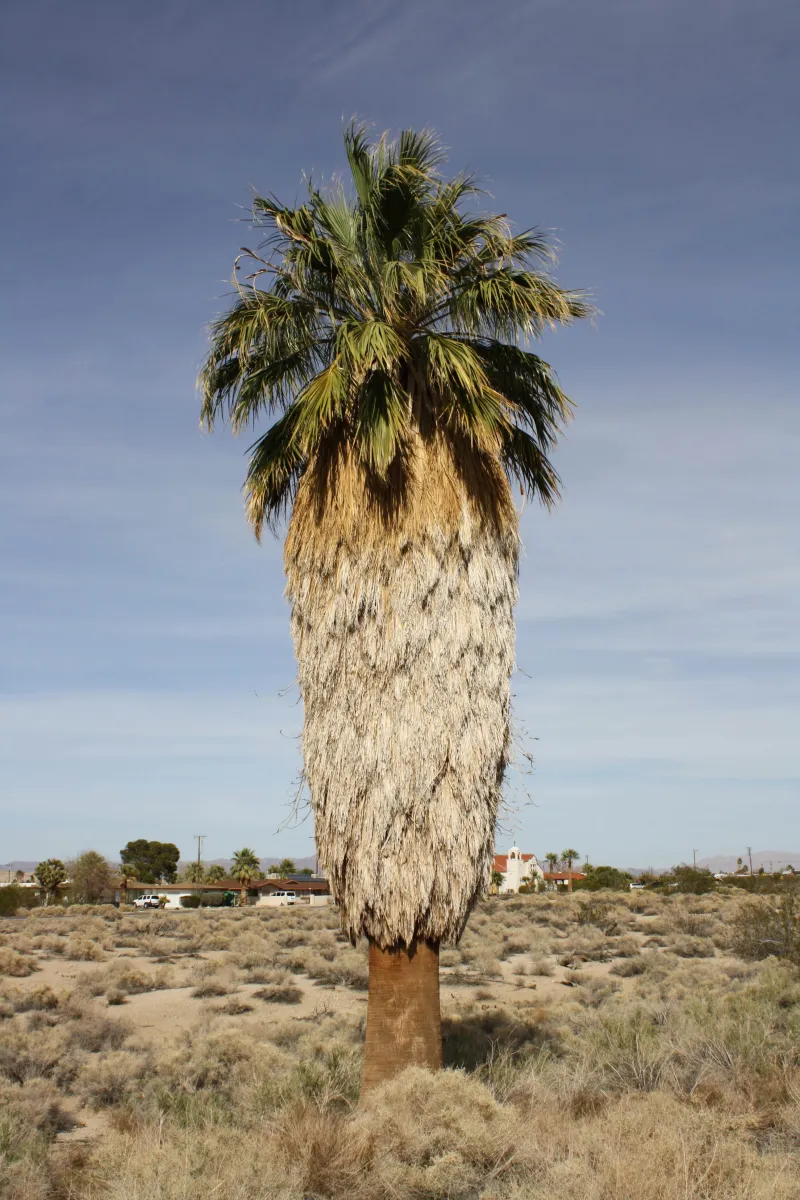 Washingtonia filifera