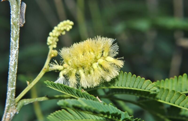 Acacia bonariensis