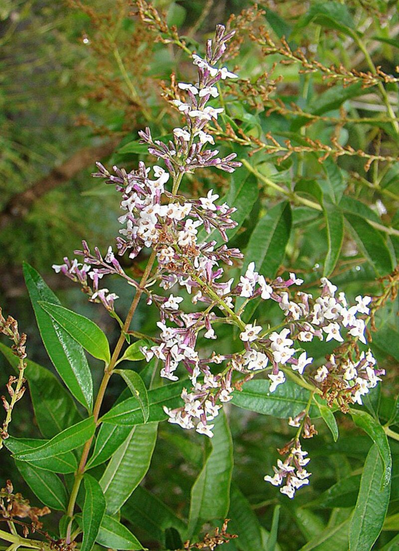 Aloysia triphylla