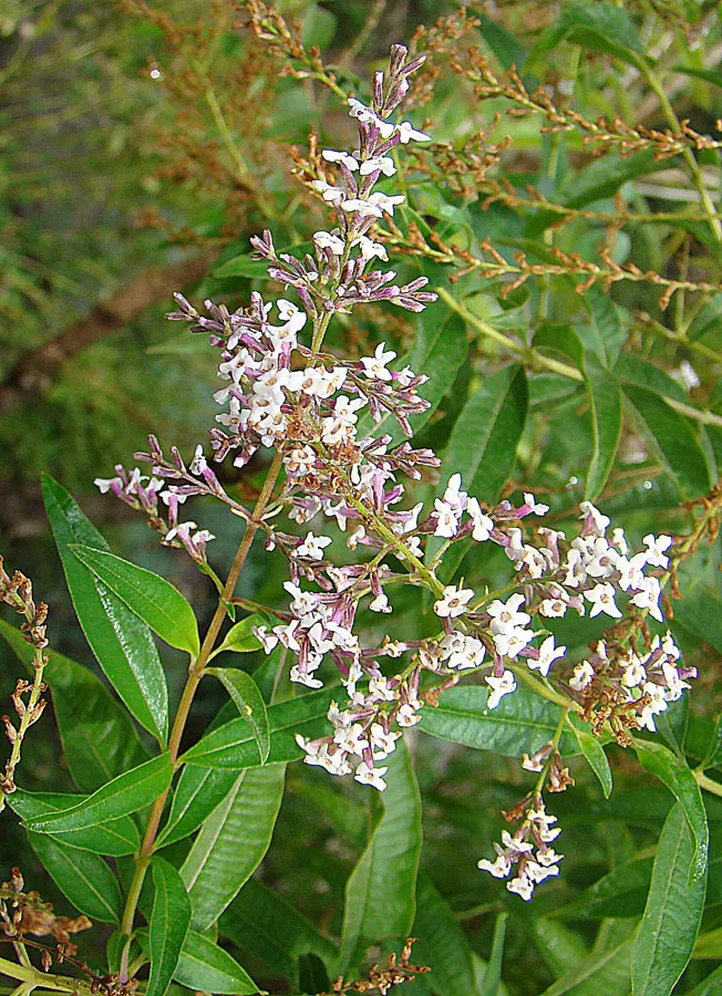 Aloysia triphylla