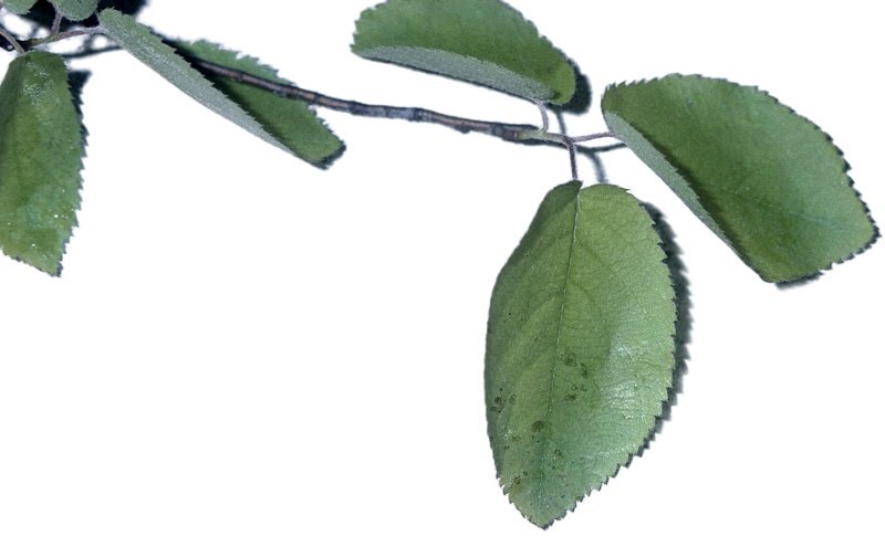 Amelanchier canadensis