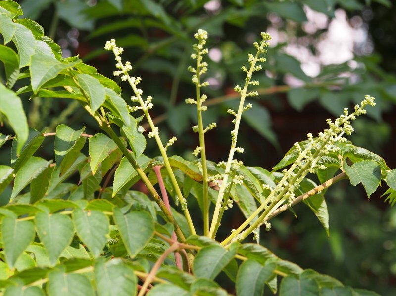 Aralia elata