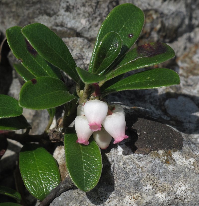 Arctostaphylos uva-ursi