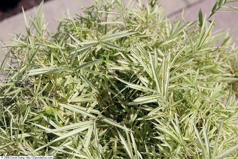 Arundinaria, Bambusa, Phyllostachys, Sasa spp