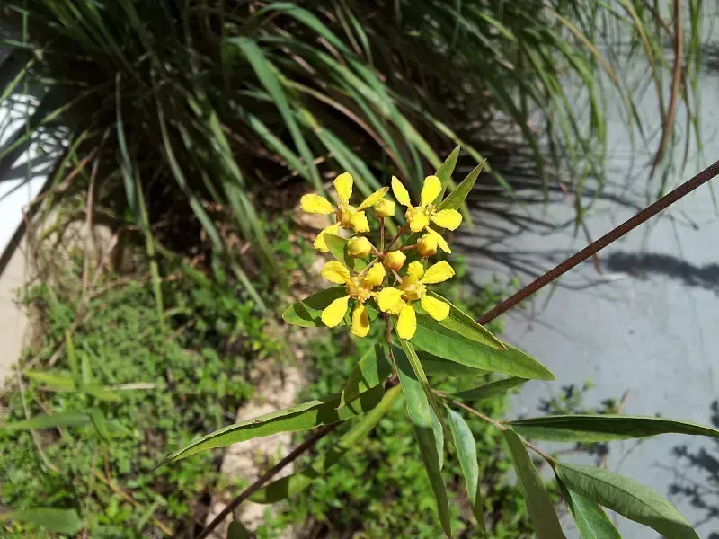 Heteropterys angustifolia