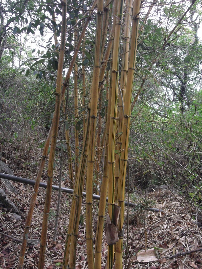 Bambusa vulgaris