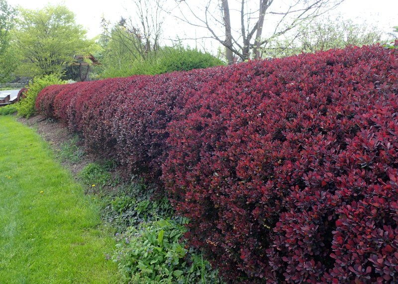 Berberis thunbergii 'Atropurpurea'