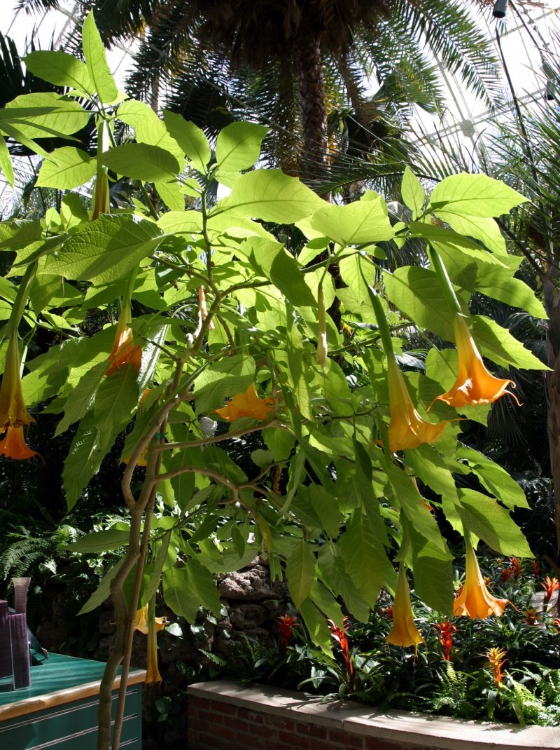 Brugmansia arborea