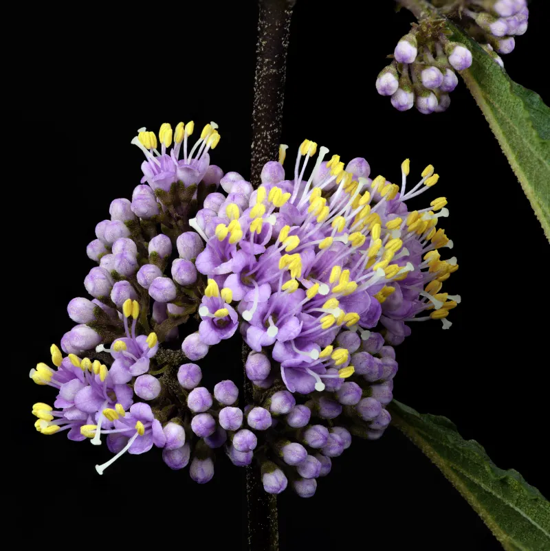 Callicarpa bodinieri