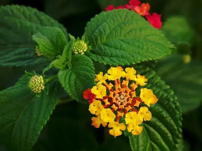 Lantana megapotamica