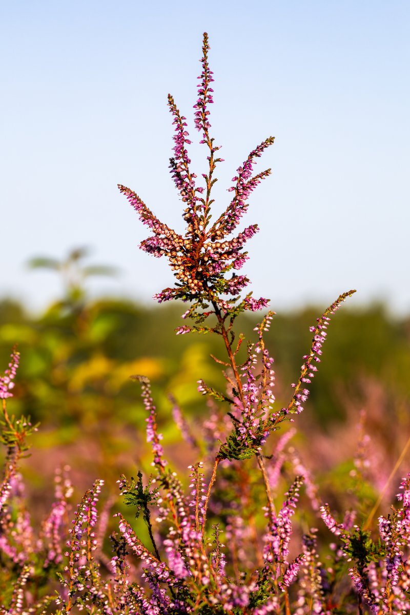 Calluna vulgaris