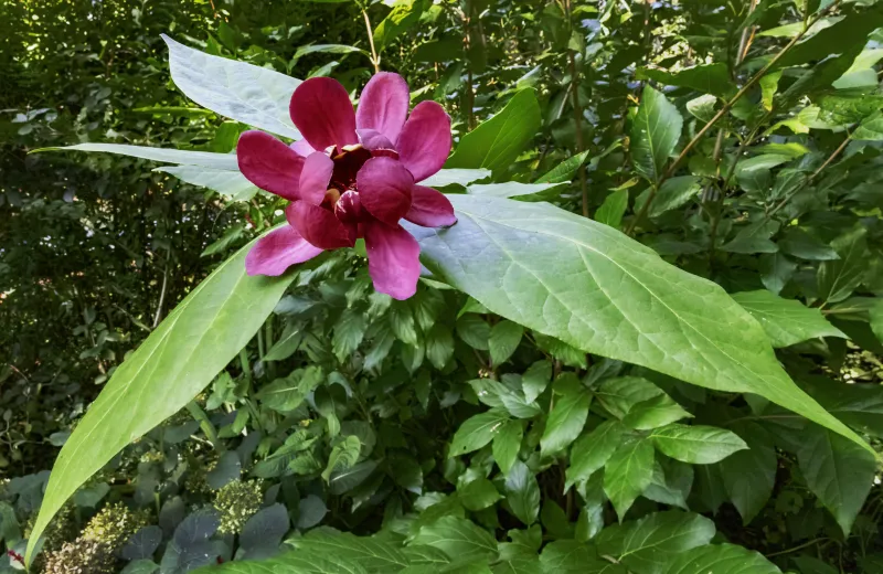 Calycanthus floridus