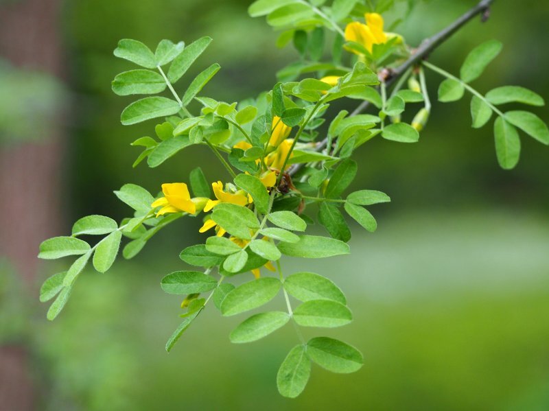 Caragana arborescens