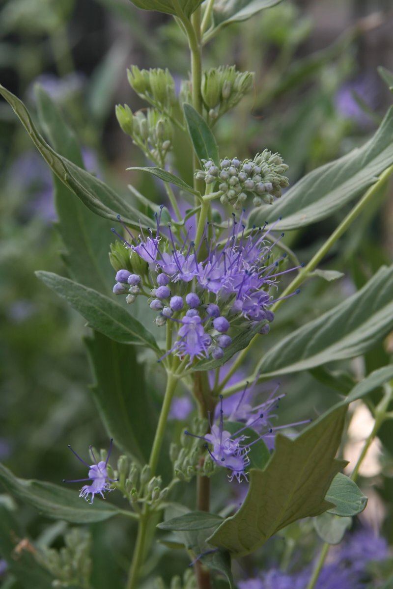 Caryopteris x clandonensis