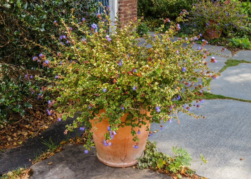 Ceratostigma plumbaginoides