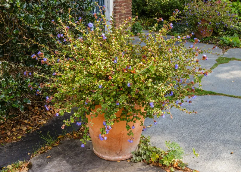 Ceratostigma plumbaginoides