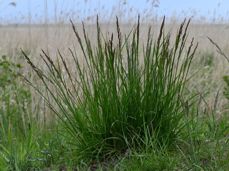 Festuca arundinacea