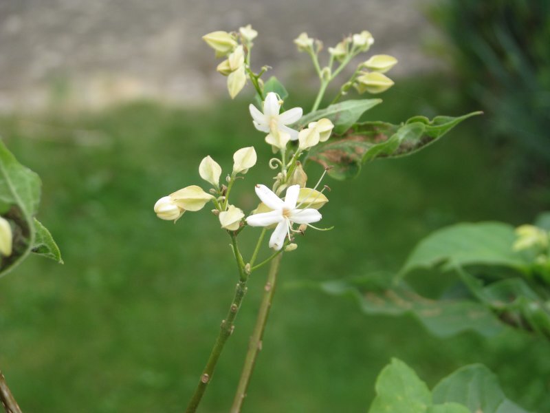 Clerodendron trichotomum