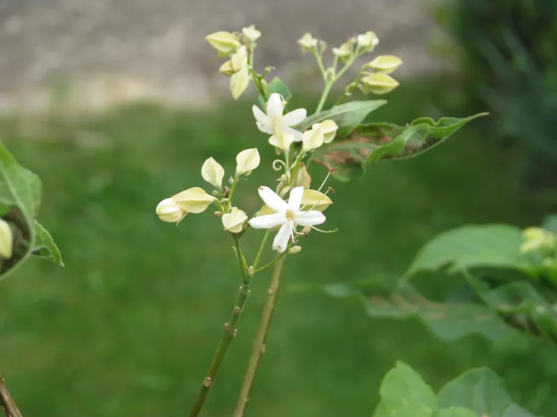 Clerodendron trichotomum