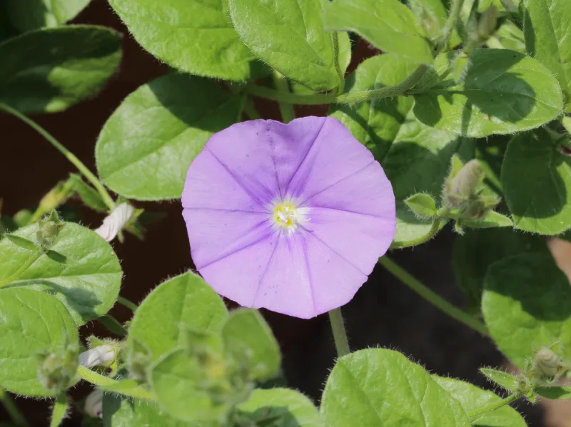 Convolvulus sabatius