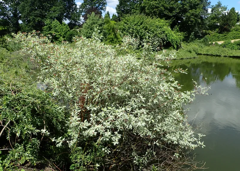 Cornus alba