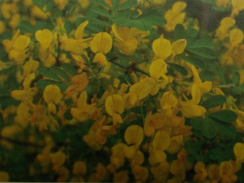 Coronilla emerus