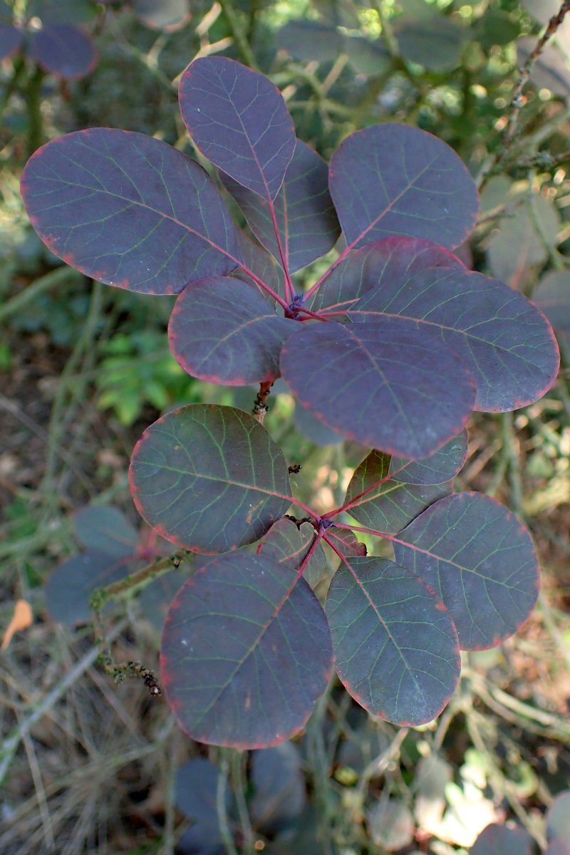 Cotinus coggygria 'Royal Purple'