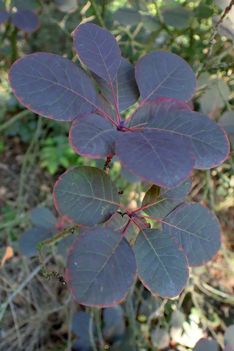 Cotinus coggygria 'Royal Purple'